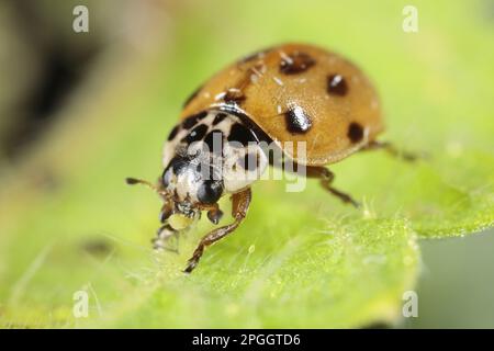 Adalia 10-punctata, Zehnfleckenadler (Adalia decempunctata), andere Tiere, Insekten, Käfer, Marienkäfer, Tiere, zehn-Punkte-Ladybird Erwachsener Stockfoto