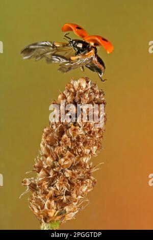 Seven-Spot Ladybird (Coccinella septempunctata), Erwachsener, im Flug, startet von Plantagenseedhead, England, Großbritannien Stockfoto
