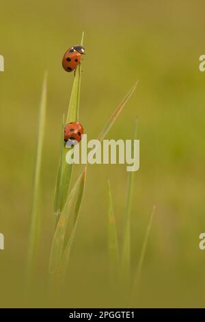 Seven-Spot Ladybird (Coccinella septempunctata) zwei Erwachsene, die auf Gras ruhen, Norfolk, England, Vereinigtes Königreich Stockfoto