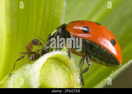 Coccinella 7-punctata, Seven-spott Ladybird (Coccinella septempunctata), andere Tiere, Insekten, Käfer, Marienkäfer, Tiere, Seven-Spot Marienkäfer Stockfoto