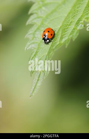 Seven-Spot Ladybird (Coccinella septempunctata), Erwachsener, ruhend auf Stinging Nettle (Urtica dioica) Leaf, Staffordshire, England, Vereinigtes Königreich Stockfoto