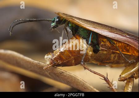 Emerald-Kakerlaken-Wespe (Ampulex compressa), ausgewachsene Frau, die aus dem Toten der amerikanischen Kakerlake (Periplaneta americana) hervorgegangen ist Stockfoto