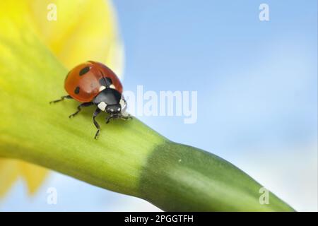 Seven-Spot Ladybird (Coccinella septempunctata), Erwachsener, ruht auf Narzissen (Narcissus sp.) Blütenkopf, am sonnigen Tag, Leicestershire, England, United Stockfoto