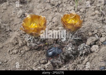 Blühende großhornige Eulen-Lophopsiden darwinii (Maihueniopsis darwinii), mit Käfer auf trockenem Boden, Provinz Santa Cruz, Patagonien, Argentinien Stockfoto