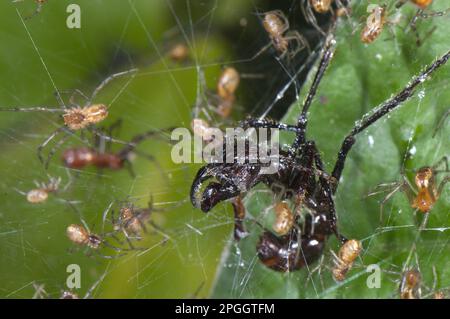 Erwachsene Spinnen (Anelosimus sp.), Gruppe mit Kugelameise (Paraponera clavata), gefangen im Community Web, Los Amigos Biological Station, Madre de Stockfoto