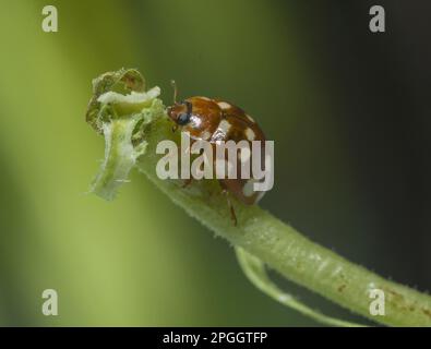 Vierzehn-Flecken Ladybird (Calvia quatuordecimguttata) adult, auf Stängel im Garten, Chipping, Lancashire, England, Vereinigtes Königreich Stockfoto