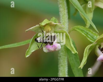 Breitblättriges Helleborin (Epipactis helleborine) Nahaufnahme der Blume, mit Wood Ant (Formica lemani) erwachsenen Arbeitern, die Nektar sammeln und bestäuben Stockfoto