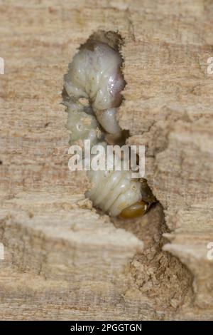 Kleiner Hirschkäfer (Dorcus parallelipedus), Larve, in verwesendem Ulmenholz Stockfoto