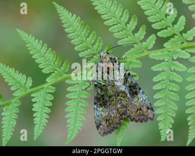 Green Arches (Anaplectoides prasina), Erwachsene, ruht auf Lady Fern (Anthyrium filix-femina) mit Wood Ant (Formica sp.), Cannobina Valley, Italienisch Stockfoto