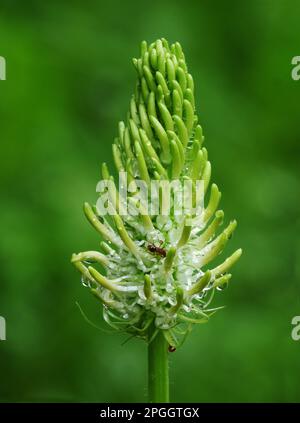 Nahaufnahme des Blütenspiegels (Phyteuma spicatum) mit Holzameisen (Formica sp.) Nektar essen, Frankreich Stockfoto