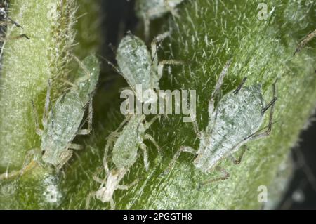 Lupinen-Blattläuse, Macrosiphum albifrons, Befall auf dem Blumenstiel einer Lupinen-Blume Stockfoto