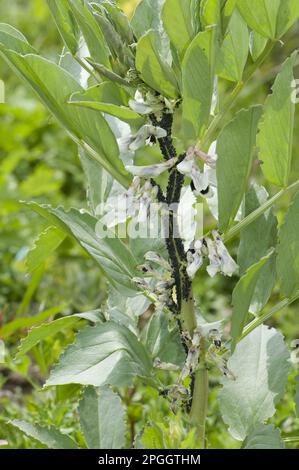 Schwarzbohnenblattläuse, Aphis fabae, große Kolonie, die die blühende Bohnenpflanze angreift, Berkshire, England, Vereinigtes Königreich Stockfoto