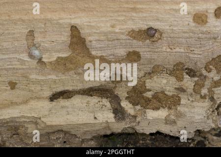 Kleiner Hirschkäfer (Dorcus parallelipedus), Larve in verwesender Ulme, Holz Stockfoto