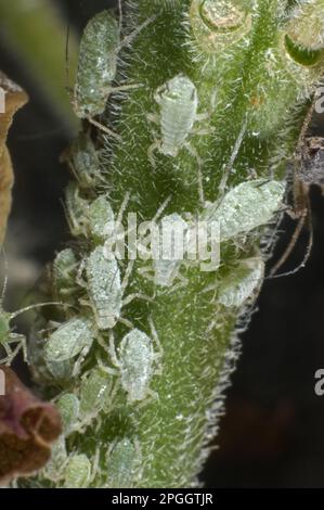 Lupinen-Blattläuse, Macrosiphum albifrons, Befall auf dem Blumenstiel einer Lupinen-Blume Stockfoto
