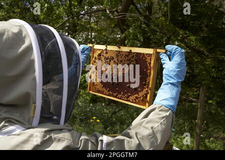 Bienenzucht, Imker inspiziert Western Honey Bee (APIs mellifera) Rahmen mit Kamm aus Hive, Shropshire, England, Vereinigtes Königreich Stockfoto