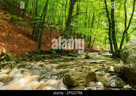 Stream course of the Hoegne, High Fens, Ardennes, Belgium Stock Photo