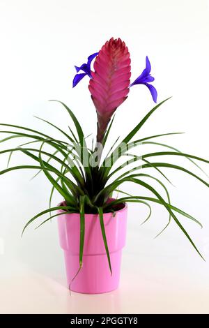 Ball Moos Blue tillandsia (tillandsia cyanea), Europa, Deutschland Stockfoto