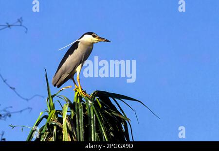 Vogelreiher (Nycticorax nycticorax) im Ranganthittu Ranganathittu Vogelschutzgebiet bei Mysuru Mysore, Karnataka, Südindien, Indien, Asien Stockfoto