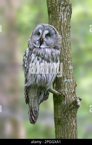 Kleine Eule (Strix nebulosa), in Gefangenschaft Stockfoto