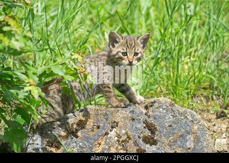 Wildkatze (Felis silvestris), Jungtier, Nationalpark, Gefangenschaft, Deutschland Stockfoto