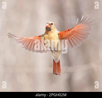 Nördliche Kardinalsfrau fliegt, Quebec, Kanada Stockfoto