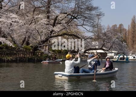 Tokio, Japan. 22. März 2023. Besucher des Inokashira Park in Tokio machen Fotos vom blühenden Sakurabaum auf einem Ruderboot. Die traditionelle Kirschbaumblüte erreicht ihren Höhepunkt am 23. März dieses Jahres. Zum ersten Mal nach der Covid-19-Pandemie sind Picknicks in öffentlichen Parks erlaubt, in denen die Menschen gemeinsam in großen Menschenmassen Spaß haben können. Kredit: SOPA Images Limited/Alamy Live News Stockfoto