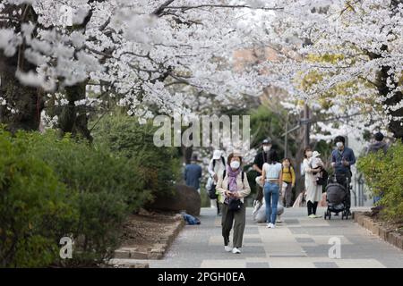 Tokio, Japan. 22. März 2023. Blühende Sakura-Bäume in einem öffentlichen Park in Tokio. Die traditionelle Kirschbaumblüte erreicht ihren Höhepunkt am 23. März dieses Jahres. Zum ersten Mal nach der Covid-19-Pandemie sind Picknicks in öffentlichen Parks erlaubt, in denen die Menschen gemeinsam in großen Menschenmassen Spaß haben können. Kredit: SOPA Images Limited/Alamy Live News Stockfoto