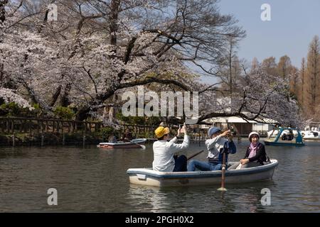 Tokio, Japan. 22. März 2023. Besucher des Inokashira Park in Tokio machen Fotos vom blühenden Sakurabaum auf einem Ruderboot. Die traditionelle Kirschbaumblüte erreicht ihren Höhepunkt am 23. März dieses Jahres. Zum ersten Mal nach der Covid-19-Pandemie sind Picknicks in öffentlichen Parks erlaubt, in denen die Menschen gemeinsam in großen Menschenmassen Spaß haben können. (Foto: Stanislav Kogiku/SOPA Images/Sipa USA) Guthaben: SIPA USA/Alamy Live News Stockfoto