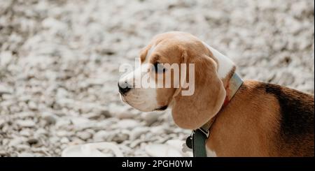 An einem sonnigen Tag ruht sich ein Ingwerhund mit weißen Flecken auf einem Kieselstrand in der Nähe des Meeres aus und wartet auf den Besitzer Stockfoto