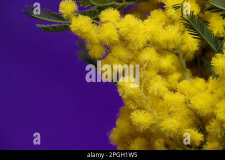 Akazienblüten, Silberwackelblüten oder Mimosablüten in Nahaufnahme auf blauem Hintergrund. Mimosa-Zweig Stockfoto