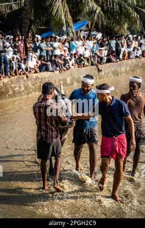 Maramadi ist eine Art Rinderrennen, die im indischen Staat Kerala durchgeführt wird. Das Rennen ist ein traditionelles Ereignis, 04. Oktober 2023 in Südindien. Stockfoto