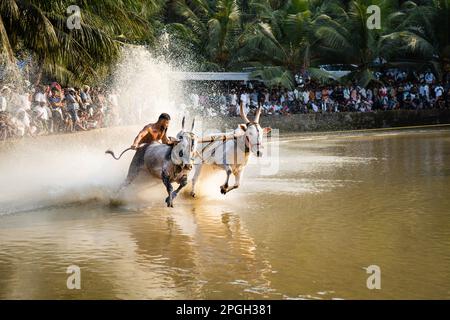 Maramadi ist eine Art Rinderrennen, die im indischen Staat Kerala durchgeführt wird. Das Rennen ist ein traditionelles Ereignis, 04. Oktober 2023 in Südindien. Stockfoto