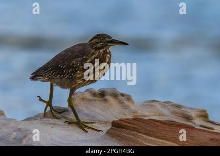 Frühmorgendliches Angeln mit einem jungen Streifenreiher am Ufer von Woy Woy an der Central Coast, NSW, Australien. Stockfoto
