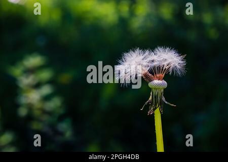 Weißer flauschiger Löwenzahn auf grünem Rasen, sonniger warmer Tag, Sommer, Flusen, Samen, Gelassenheit, Tapete, Bildschirmschoner, Natur im Sommer, Wiese, Hell Stockfoto