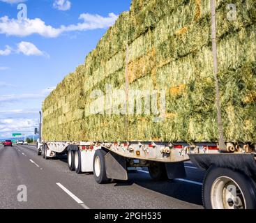 Großes Fahrzeug klassisch leistungsstarker industrieller langer Transporter weißer Sattelschlepper transportiert befestigtes gepresstes Heu auf dem Tieflader Auflieger fährt auf dem Stockfoto