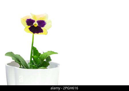 Gelbe Blume im Topf auf weißem isoliertem Hintergrund. Gartenarbeit, Urlaub. Speicherplatz kopieren Stockfoto