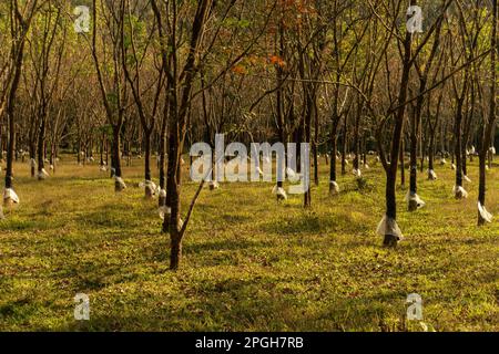Nahaufnahme einer Gummiplantage (Hevea brasiliensis), die spät am Abend im Wayanad in Kerala, Indien, in goldenes Licht getaucht ist. Stockfoto