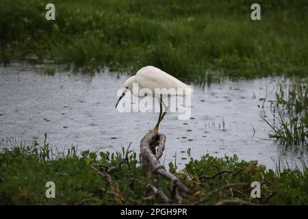 Carpinteria, Kalifornien, USA. 21. März 2023. Ein weißer Egret badet im Regenwasser am Carpinteria State Beach. (Kreditbild: © Amy Katz/ZUMA Press Wire) NUR REDAKTIONELLE VERWENDUNG! Nicht für den kommerziellen GEBRAUCH! Stockfoto