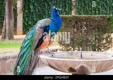 Ein Pfau, der am Rand eines Brunnens steht Stockfoto