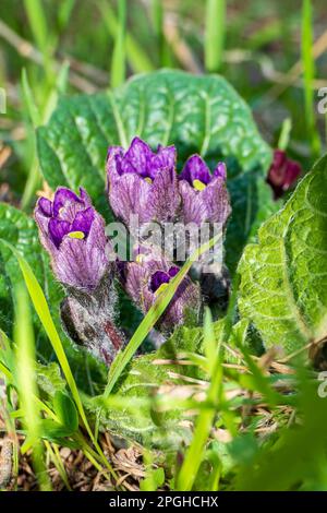 Violette Mandragora-Blüten inmitten grüner Blätter auf einem verschwommenen Hintergrund. Herbstmandrake Stockfoto