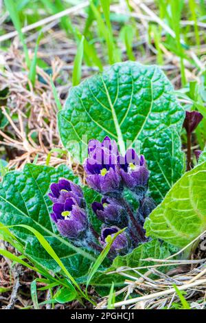 Violette Mandragora-Blüten inmitten grüner Blätter auf einem verschwommenen Hintergrund. Herbstmandrake Stockfoto