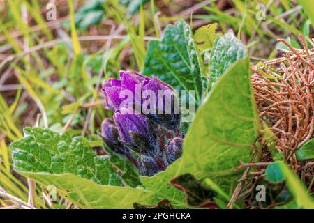 Violette Mandragora-Blüten inmitten grüner Blätter auf einem verschwommenen Hintergrund. Herbstmandrake Stockfoto