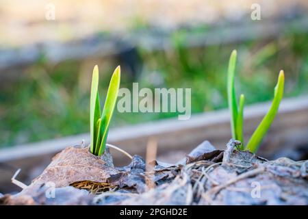 Im Gemüsegarten wachsen abends junge grüne Knoblauchsprossen. Pflanzensprossen durchbrechen trockene gefallene Blätter in einem Gartenbeet. Erster Warmin Stockfoto