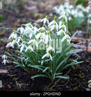 Schneeglöckchen wachsen in einem Wald mit Blättern auf dem Boden Stockfoto