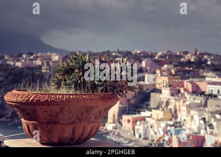 Klassischer Topf mit Kaktus und bunten Häusern von Procida im Hintergrund. Stockfoto