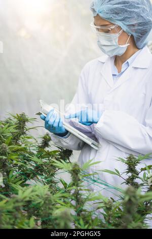 Marihuana-Forschung, Wissenschaftlerin in einem Hanffeld zur Untersuchung von Pflanzen und Blumen, Marihuana alternative pflanzliche Medizin Konzept. Stockfoto