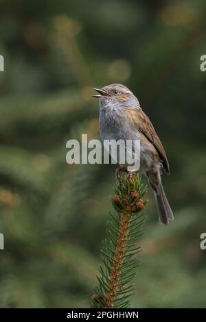 Vogelgesang... Dunnock im Frühling, singt hoch oben auf einer Kiefernspitze. Stockfoto