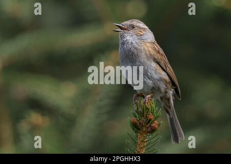 Vogelgesang... Dunnock im Frühling, singt hoch oben auf einer Kiefernspitze. Stockfoto