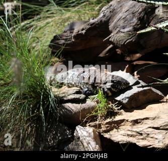 Argentinisches schwarz-weißes Tegu (Salvator merianae), das sich in der Sonne sonnt : (Pix Sanjiv Shukla) Stockfoto