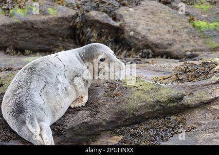 Ein Seehund auf einem Felsen in Whitley Bay Beach. Stockfoto